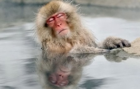 snow monkey